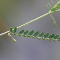 Sesbania bispinosa (Jacq.) W.Wight (Schreb.) Pers.